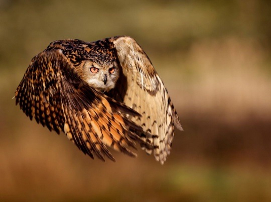 Eagle Owl by Mark Bridger