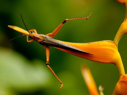 Grasshopper, Honduras by Lisa Armstrong