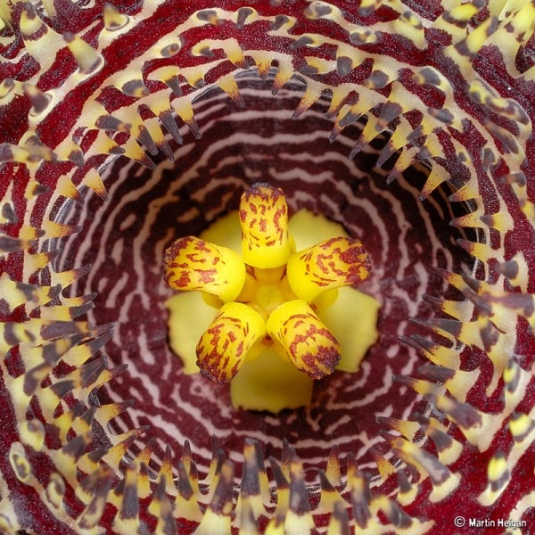 Huernia hystrix flower Macro Photography