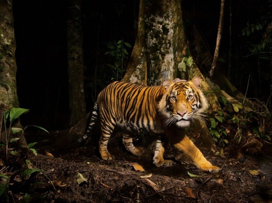 Tiger, Indonesia by Steve Winter