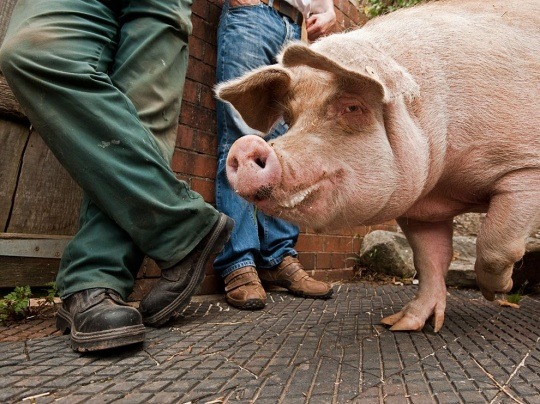Welsh Pig, Cardiff by Jim Richardson