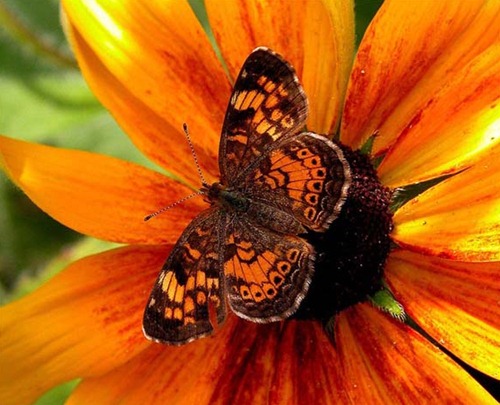 Marc Solar Butterfly