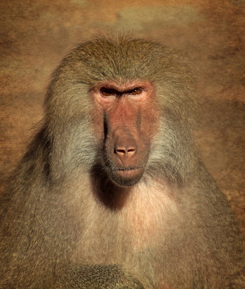 female baboon