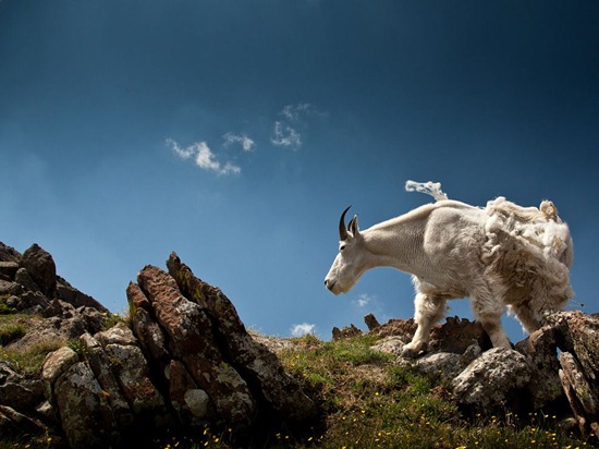 Mountain Goat, Colorado
