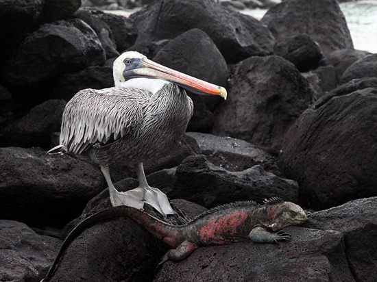 Pelican and Iguana, Galápagos