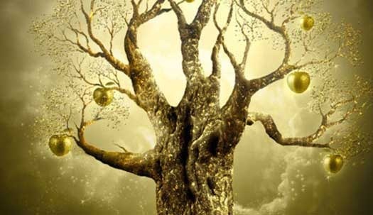 Golden-Apple-Tree