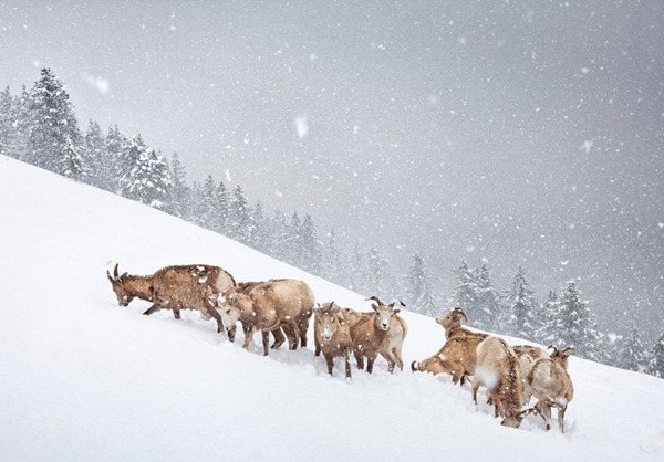 The snow herd