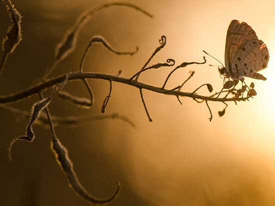 butterfly-branch-macro-photo-of-the-day-natgeo