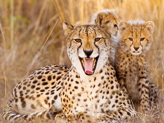 cheetah-mother-cubs