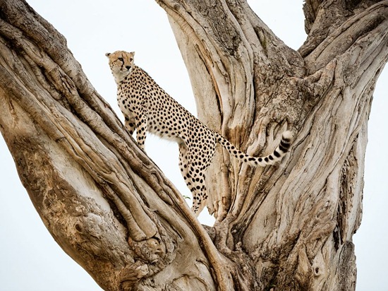 cheetah-tree-lanting-photo-of-the-day-natgeo
