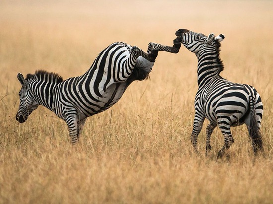 zebras-masai-mara-photo-of-the-day-natgeo