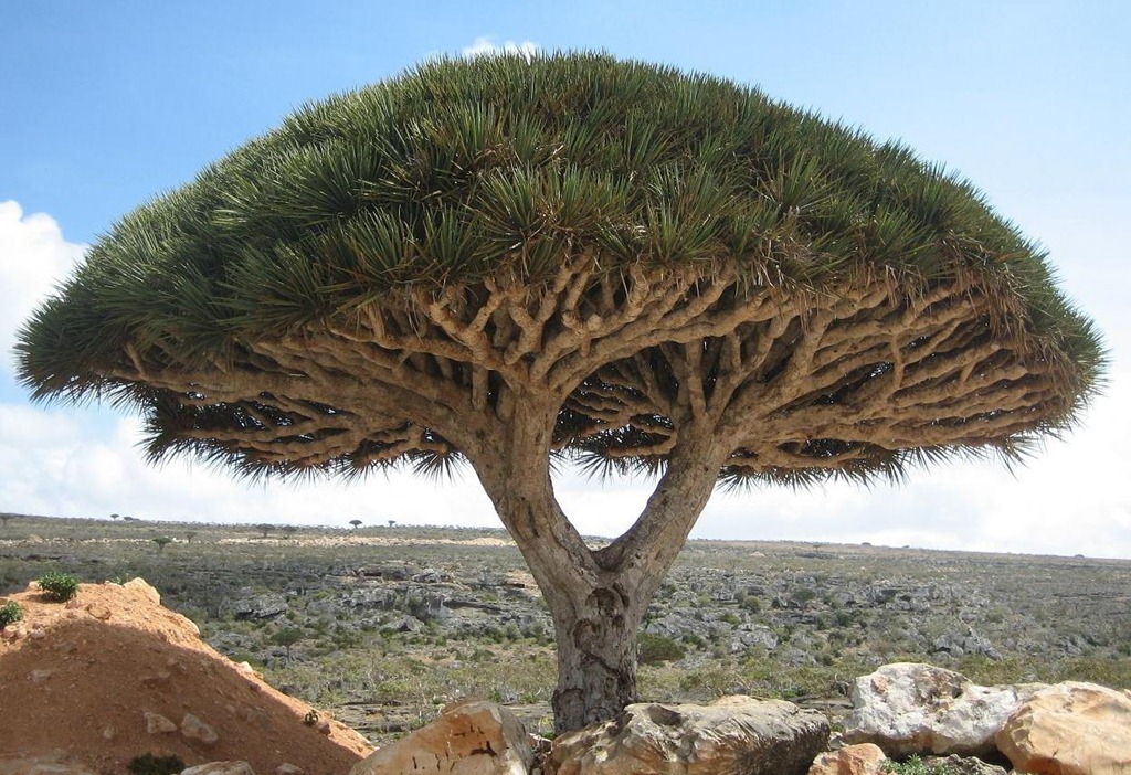 Socotra-Image-2.jpg