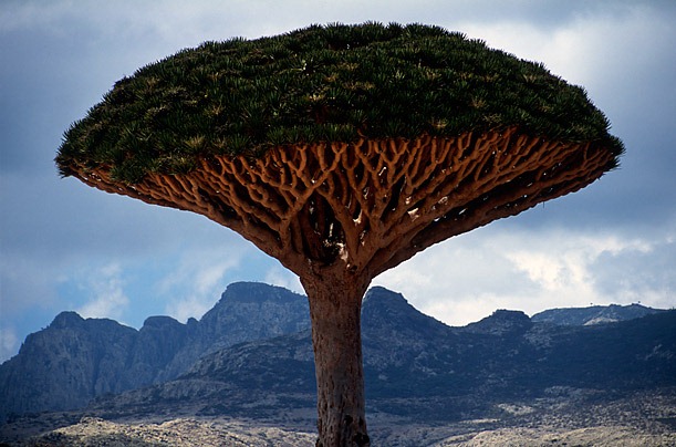 Socotra-Image-3.jpg