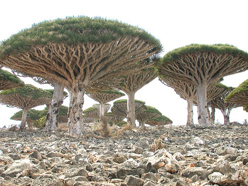 Socotra-Image-4.jpg