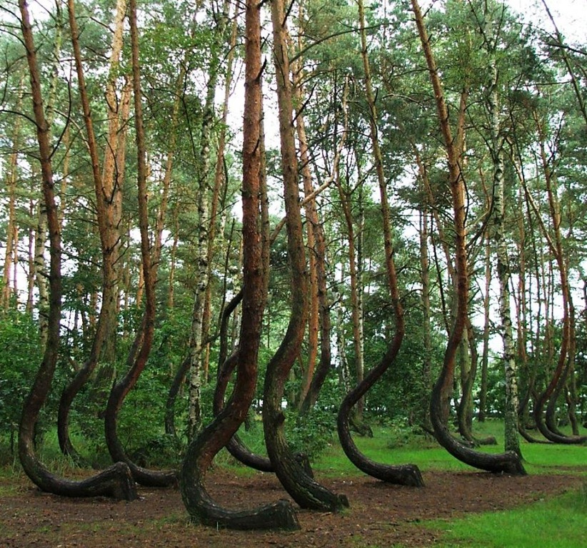 The-Crooked-Forest-Image-1.jpg