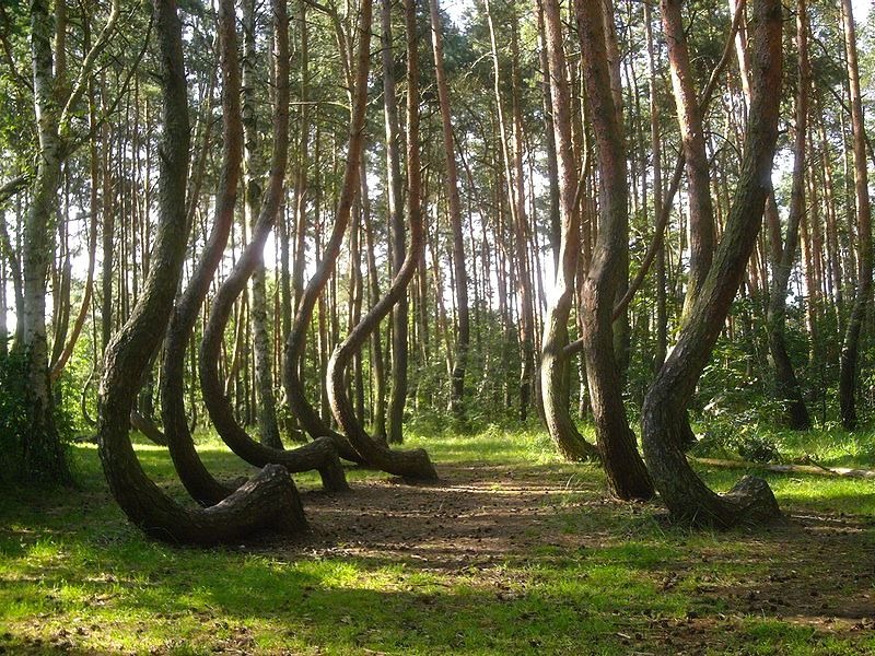 The-Crooked-Forest-Image-2.jpg