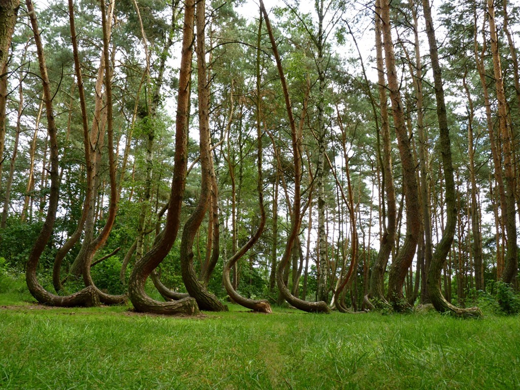 The-Crooked-Forest-Image-3.jpg