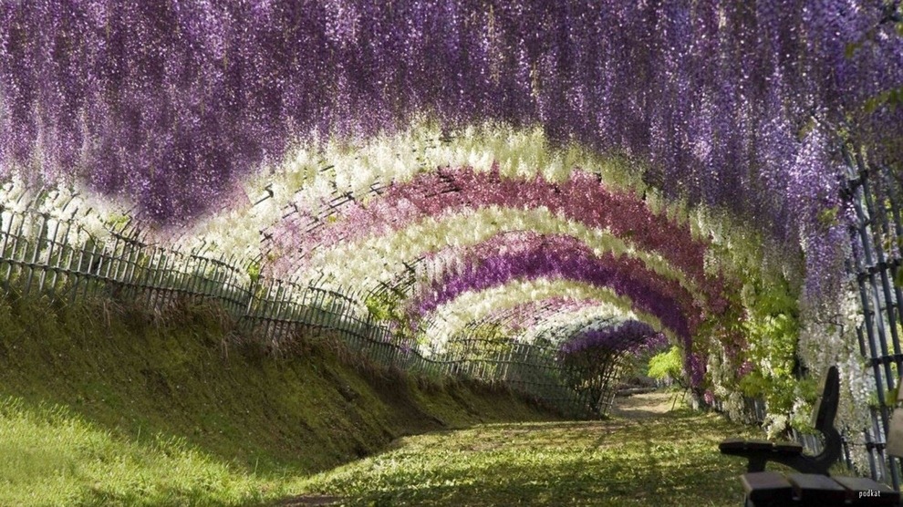 Wisteria-Tunnel.jpg